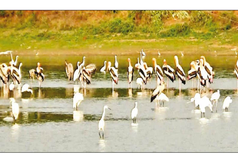 மேலூர் அருகே   சூரக்குண்டு கண்மாயில் குவிந்த வெளிநாட்டு பறவைகள்