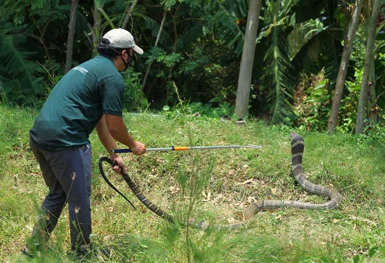 ஊரடங்கில் ஊருக்குள் புகுந்த 15 அடி நீள ராஜநாகம்; மக்கள் அலறியடித்து ஓட்டம்