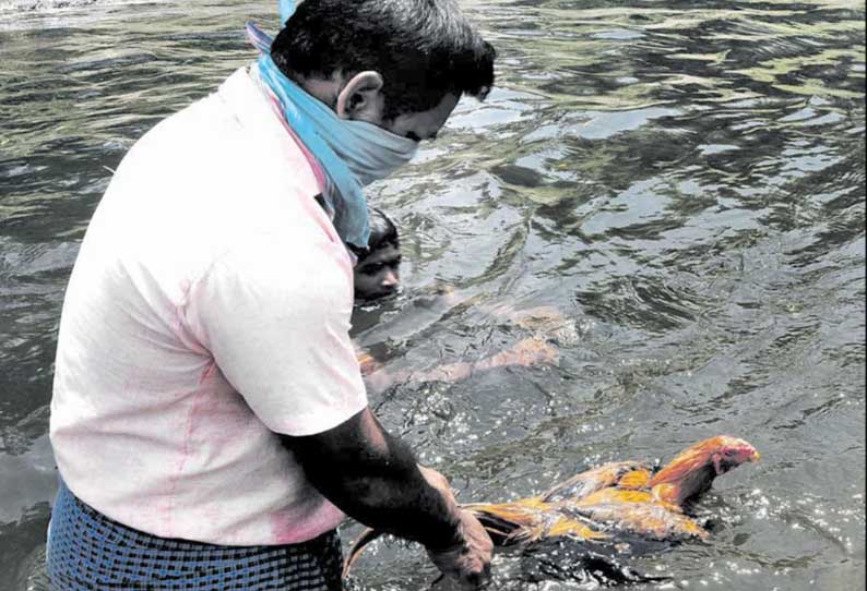 உடுமலை பகுதியில்  சண்டை சேவல் வளர்க்கும் விவசாயிகள்  சேவல் கட்டு தடையை விலக்க கோரிக்கை