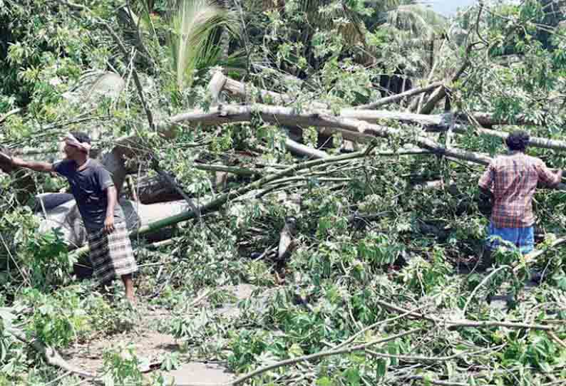 சூறாவளி காற்றுடன் மழை:   மரங்கள், மின் கம்பங்கள் சாய்ந்து சேதம் மின்பாதையை சீரமைக்கும் பணியில் ஊழியர்கள் தீவிரம்