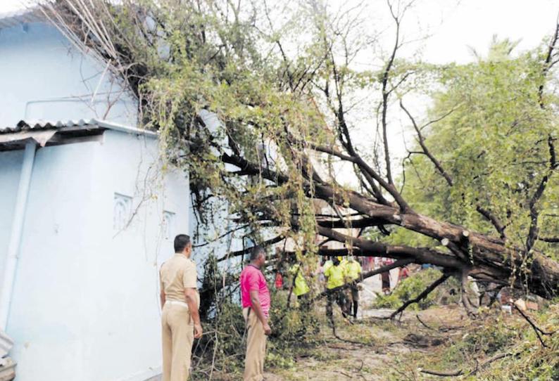 நெல்லையில் அக்னி நட்சத்திரம் விடைபெற்ற நாளில் சூறைக்காற்றுடன் பலத்த மழை மரம்-மின்கம்பங்கள் சாய்ந்தன