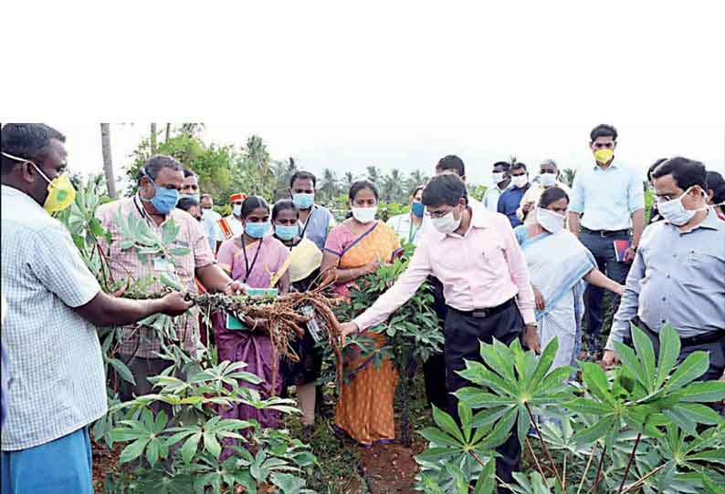 எடப்பாடி அருகே மரவள்ளி பயிரில் மாவுப்பூச்சி தாக்குதல்