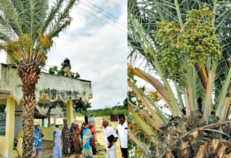 காரிக்கூட்டத்தில் கொத்துக்கொத்தாய் பேரீச்சம்