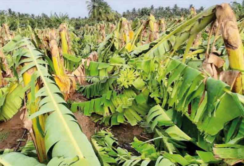 சத்தி, கோபி, அந்தியூர் பகுதியில் சூறாவளிக்காற்றுடன் பலத்த மழை; ஆயிரக்கணக்கான வாழைகள் நாசம்