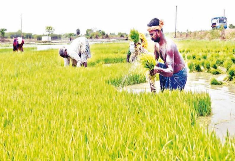 குறுவை சாகுபடிக்கு ஜூன் 12-ந் தேதி தண்ணீர் திறப்பு: விளை நிலங்களை தயார் செய்யும் பணியில் விவசாயிகள் தீவிரம்