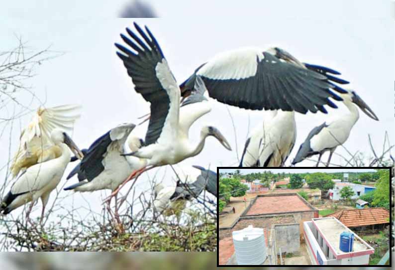 தங்கள் கிராமத்தை தேடி வந்த பறவைகளுக்காக ஆண்டுதோறும் பட்டாசு சத்தமில்லாமல் தீபாவளியை கொண்டாடும் கிராம மக்கள்