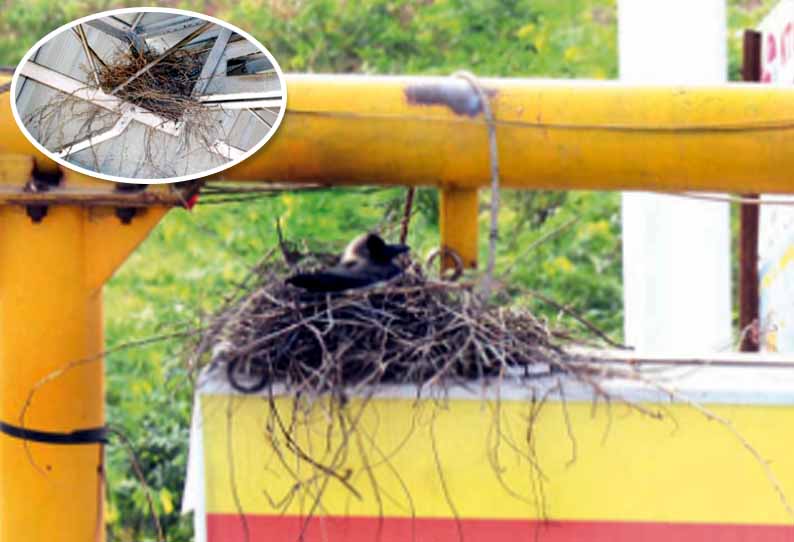 கூடு கட்டுவதற்கு மரமின்றி வாழ்விடம் மாறிய பறவைகள்