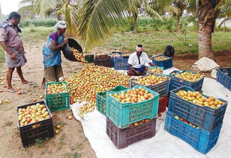 தென்காசி பகுதியில், தக்காளி விலை கடும் சரிவு - விவசாயிகள் வேதனை