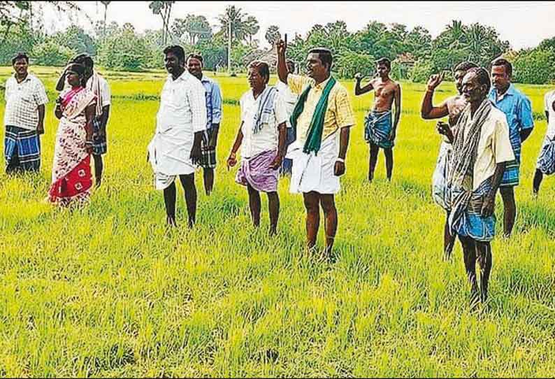 கருகும் பயிர்களை காப்பாற்றக்கோரி விவசாயிகள் வயலில் இறங்கி ஆர்ப்பாட்டம் கோட்டூர் அருகே நடந்தது