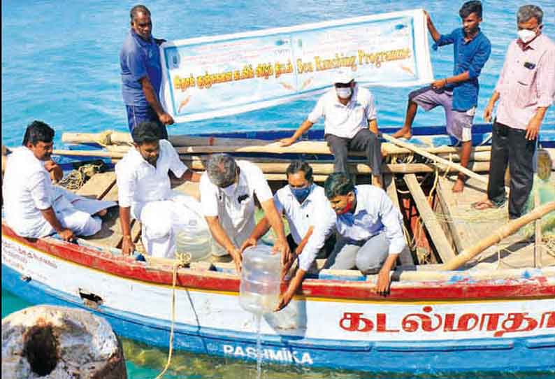 மத்திய கடல் மீன் ஆராய்ச்சி நிலையம் சார்பில் ராமேசுவரம் கடலில் 10 லட்சம் மீன் குஞ்சுகள் விடப்பட்டன