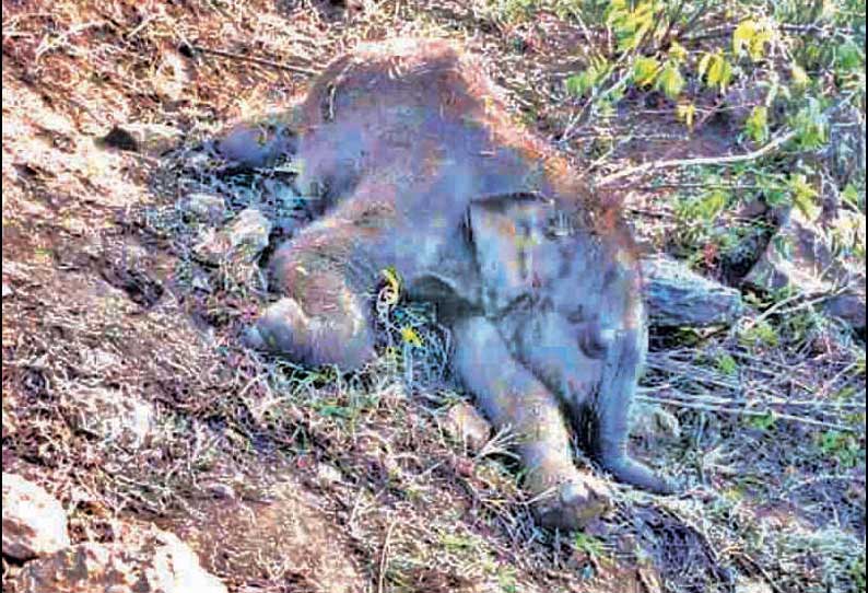 சீகூர் வனத்தில் சேற்றில் வழுக்கி விழுந்து குட்டி யானை சாவு