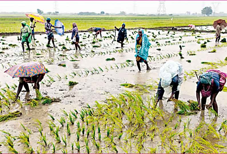 விருத்தாசலம் பகுதியில் புயல் அச்சத்திலும் அசராமல் நடவு பணியில் ஈடுபட்ட விவசாயிகள்