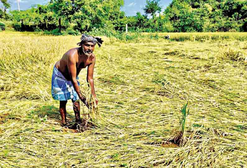 கொட்டாம்பட்டி அருகே, கனமழையால் நெற்பயிர்கள் சேதம் - விவசாயிகள் கவலை