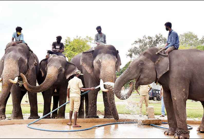 தசரா யானைகளுக்கு கொரோனா பரிசோதனை எப்போது? வனத்துறை அதிகாரி விளக்கம்