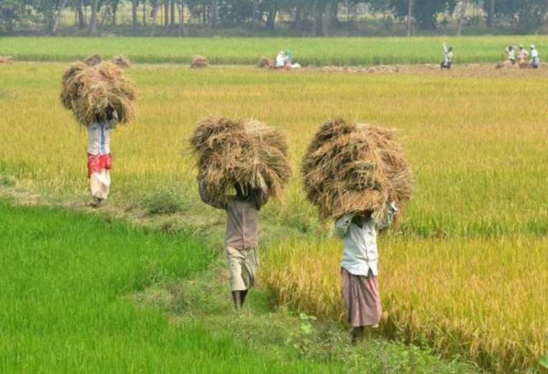 கொரோனா நோய் பரவலுக்கு இடையே வேளாண் விளைபொருட்கள் ஏற்றுமதி அதிகரிப்பு