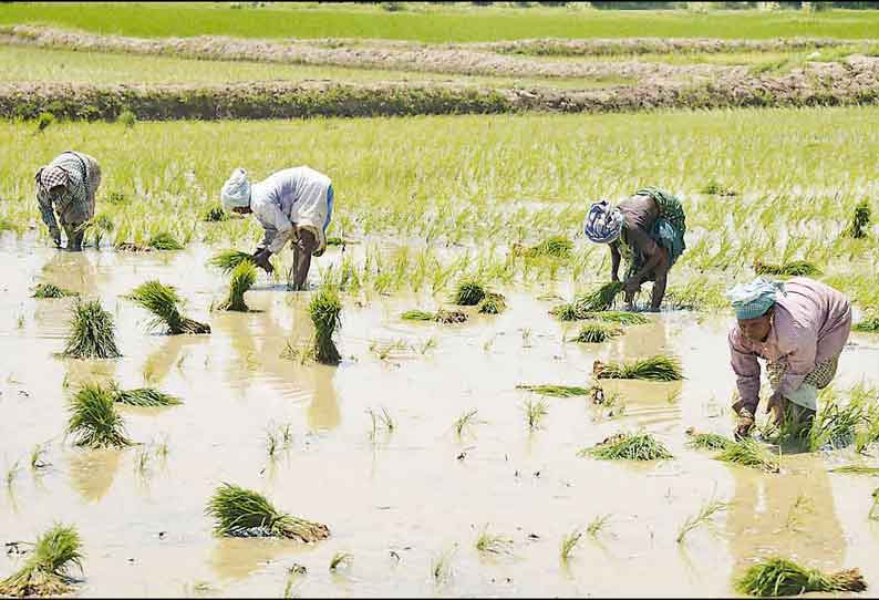 தஞ்சை மாவட்டத்தில் 90 ஆயிரம் ஏக்கரில் சாகுபடி முடிந்தது