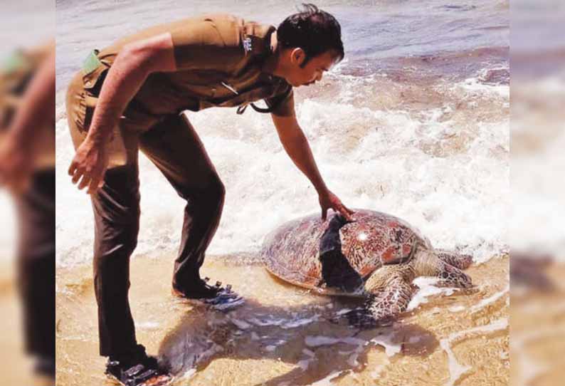 மண்டபத்தில் உயிருடன் கரை ஒதுங்கிய ஆமை பாதுகாப்பாக கடலில் விடப்பட்டது