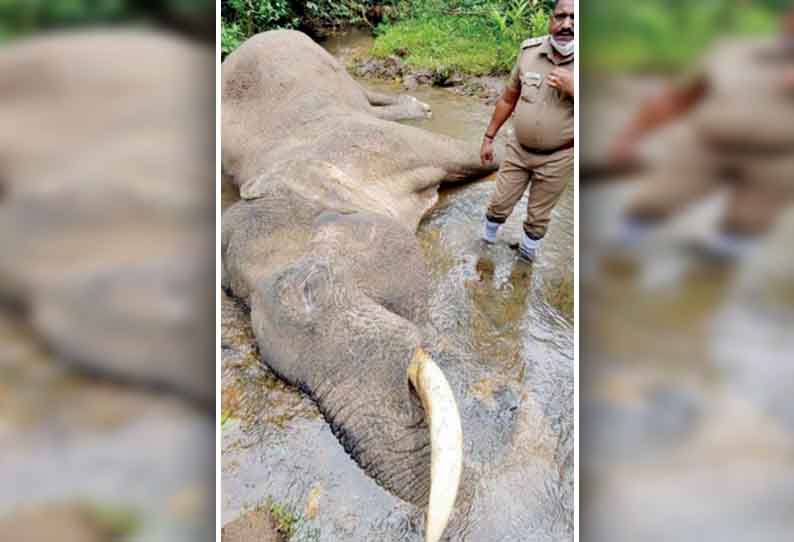 கூடலூர் அருகே, காட்டு யானை சுட்டுக்கொலையா? தனிப்படை அமைத்து வனத்துறையினர் விசாரணை