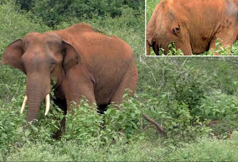 மேட்டுப்பாளையம் வனப்பகுதியில் காயத்துடன் உயிருக்கு போராடும் காட்டு யானை - பழங்களில் மருந்து வைத்து சிகிச்சை