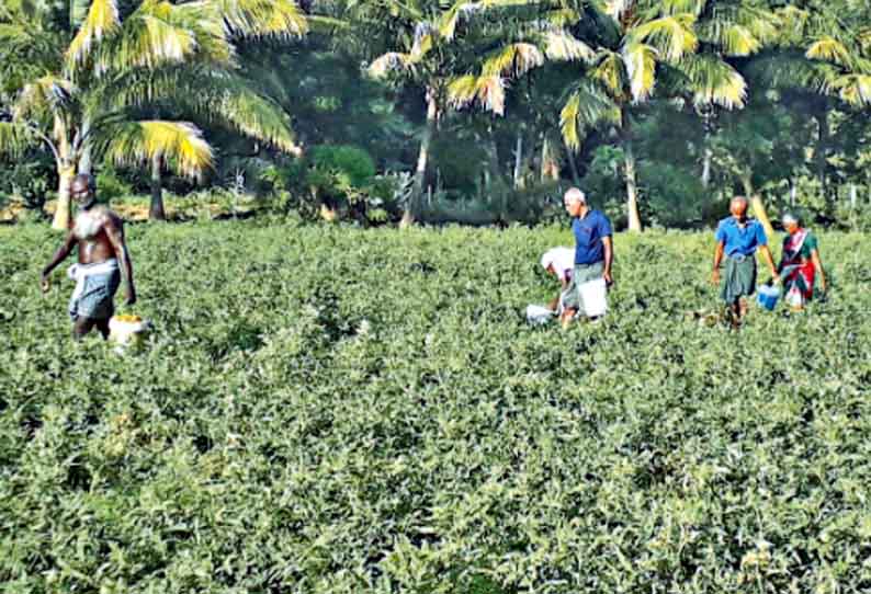 சேத்தூர் அருகே, நோய் தாக்குதலால் தக்காளியில் மகசூல் குறைவு - விவசாயிகள் கவலை