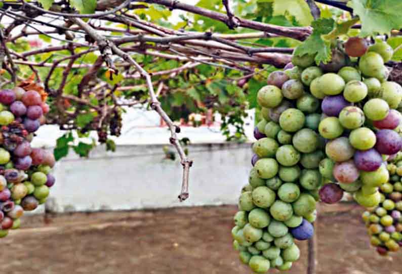 வீட்டு மாடியில் பன்னீர் திராட்சை சாகுபடி செய்த பட்டதாரி பெண்