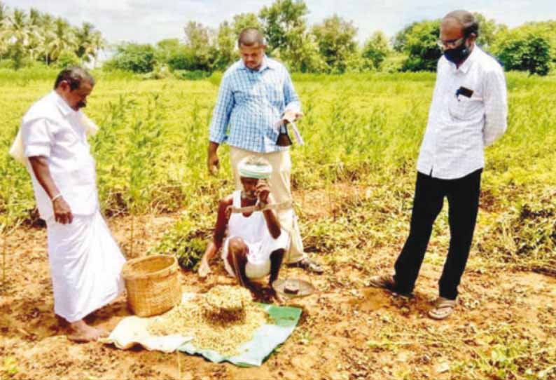 கொட்டாம்பட்டி பகுதிகளில், விவசாய பயிர்களை ஆய்வு செய்த புள்ளியியல் துறை அதிகாரிகள் - மகசூல் நிலவரத்தை கணக்கிட்டனர்