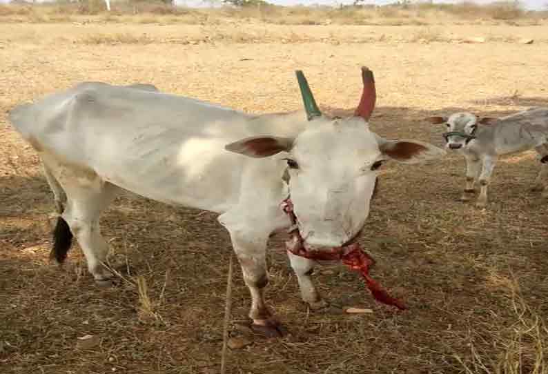 தாளவாடி அருகே நாட்டு வெடியை கடித்த பசுமாடு படுகாயம்