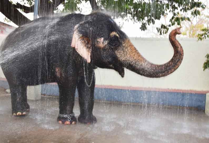 கோவில் யானை ஆனந்த குளியல்