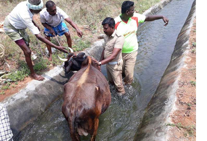 வாய்க்காலில் தவறி விழுந்த  பசு உயிருடன் மீட்பு