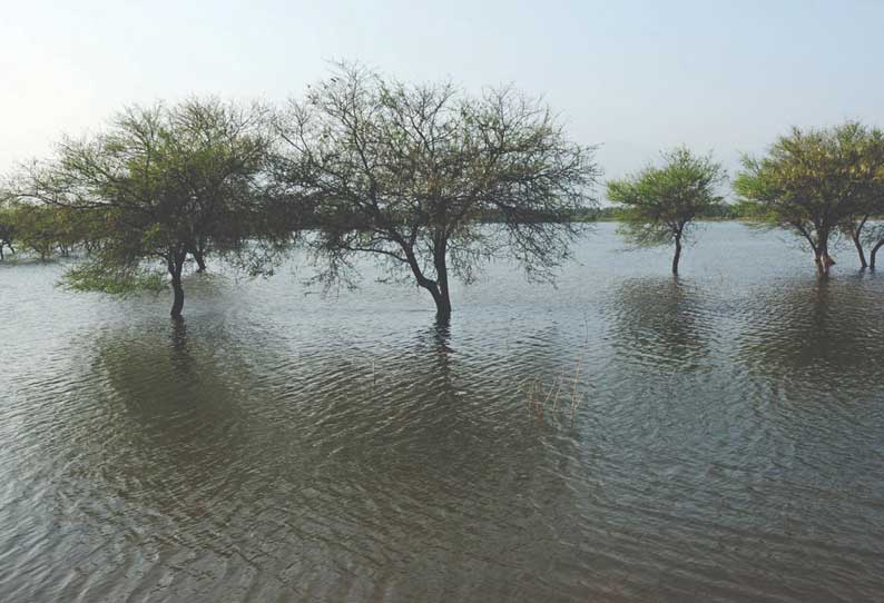 கொழுமம் கோதையம்மன் குளத்தில் கோடையிலும் நீர் நிரம்பிக் காணப்படுவது விவசாயிகளுக்கும், பொதுமக்களுக்கும் மகிழ்ச்சி தருவதாக உள்ளது.