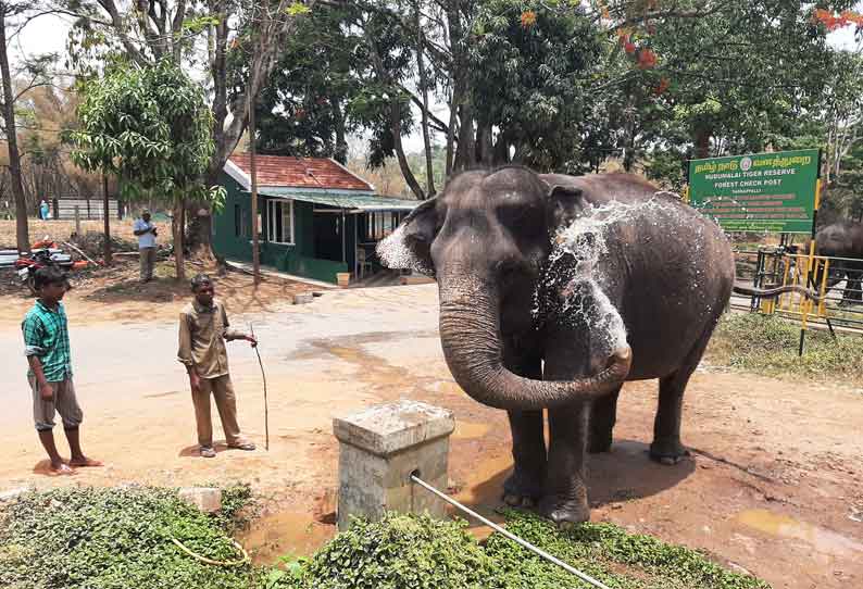 வளர்ப்பு யானைகளின் உடல் எடை குறைந்தது