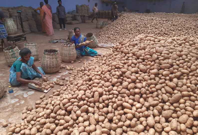 மேட்டுப்பாளையம் மார்க்கெட்டில் உருளைக்கிழங்கு விலை அதிகரிப்பு