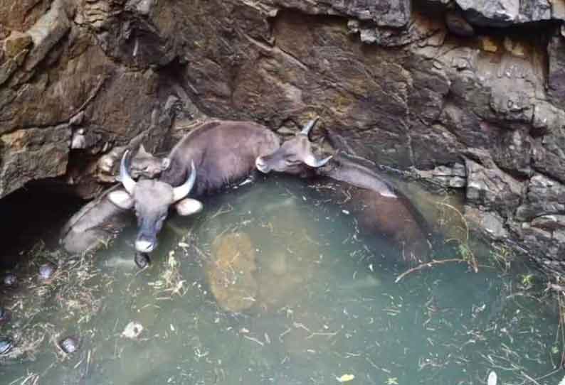 கன்றுக்குட்டியுடன் கிணற்றுக்குள் தவறி விழுந்த காட்டெருமைகள்