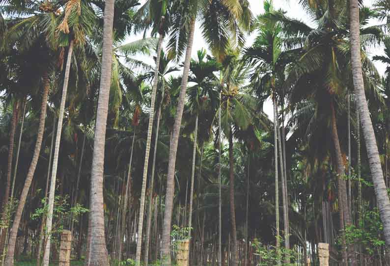 குமரலிங்கம் பகுதியில் தென்னையுடன் கலப்புப்பயிராக பாக்கு மரங்களை சாகுபடி செய்வதில் விவசாயிகள் ஆர்வம் காட்டி வருகின்றனர்.