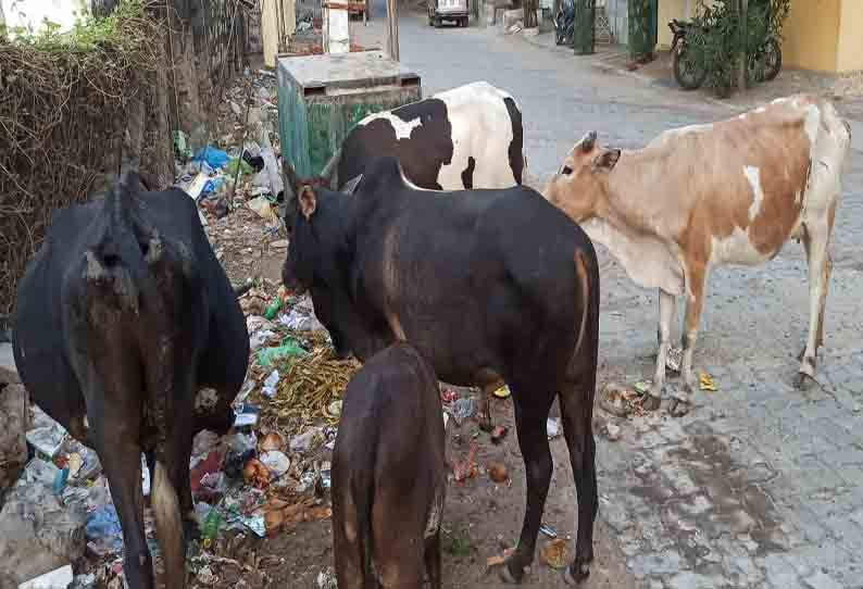 தெருக்களில் சுற்றித்திரியும் மாடுகள்