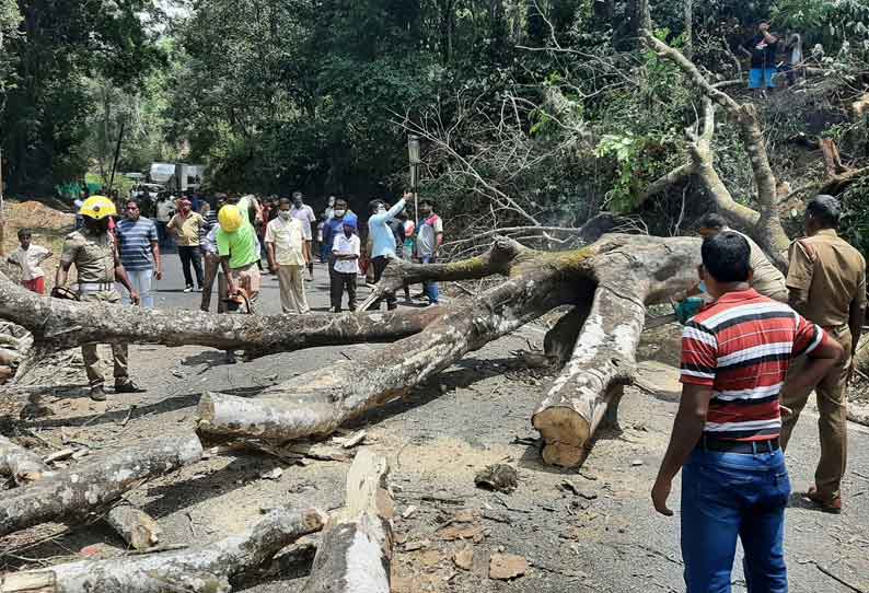 வேரோடு சாய்ந்த ராட்சத மரம்