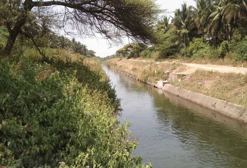 பிஏபி கால்வாயை சேதப்படுத்தும் மரங்களை அகற்ற வேண்டும்