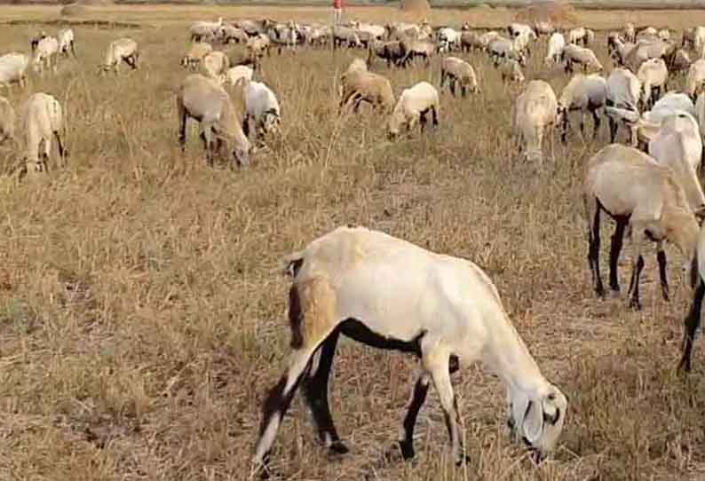 இயற்கை உரத்துக்காக மேய்ச்சலுக்கு விடப்பட்ட ஆடுகள்