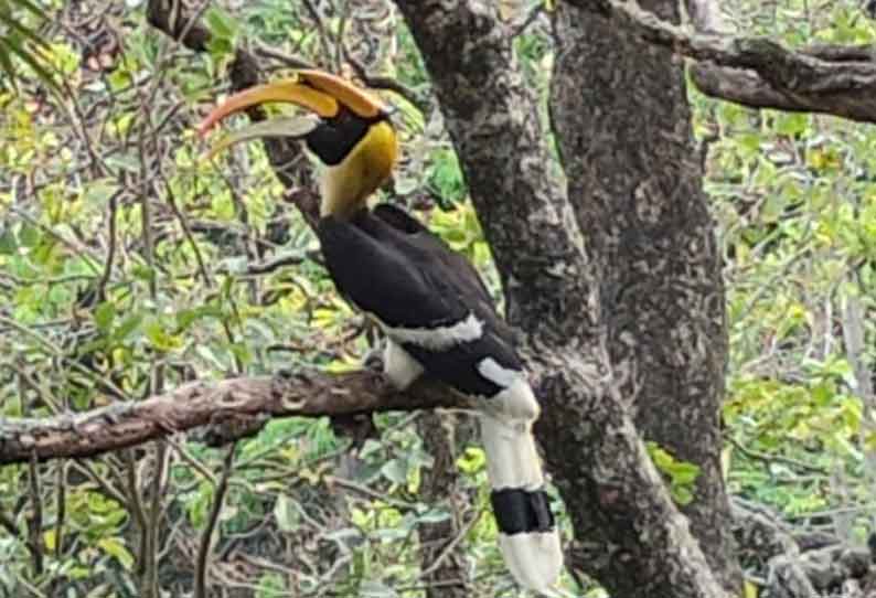 அரியவகை இருவாச்சி பறவை