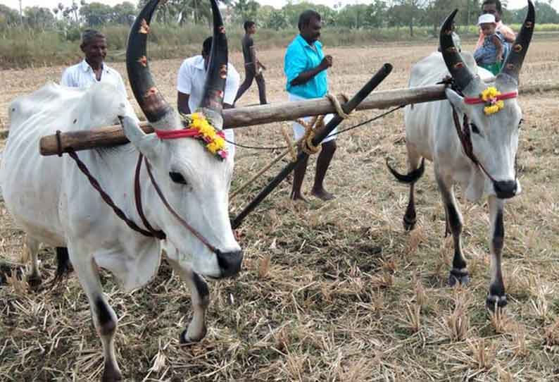 ஏர் பூட்டி நல்லேர் திருவிழா கொண்டாட்டம்