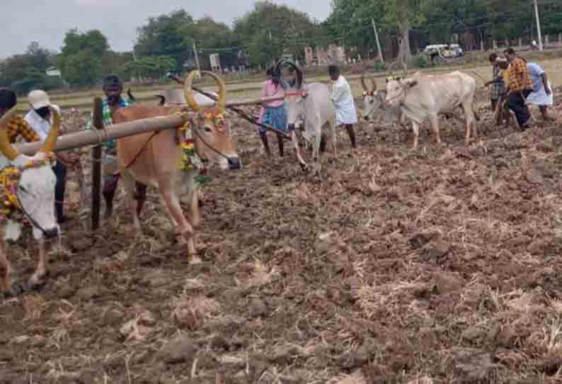 பாரம்பரியத்தை போற்றும் வகையில் ஏர்பூட்டி உழும் விழா