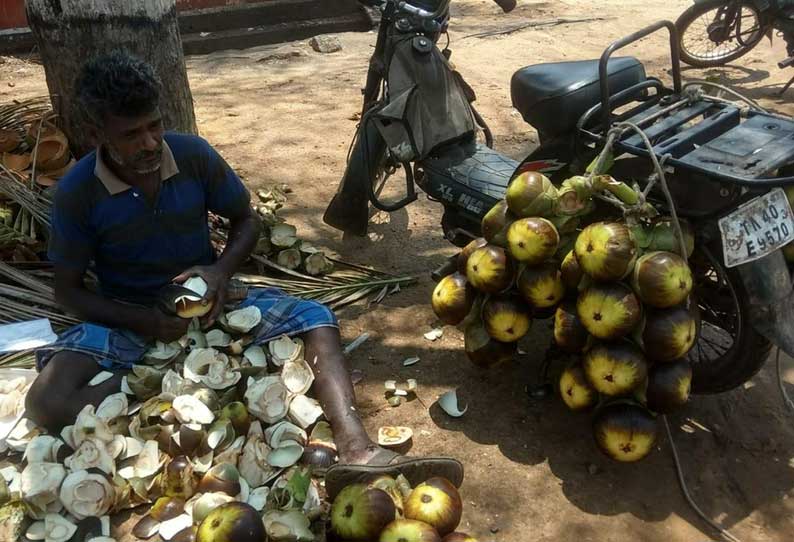 சேவூர் பகுதியில் நுங்கு விற்பனை அமோகம்