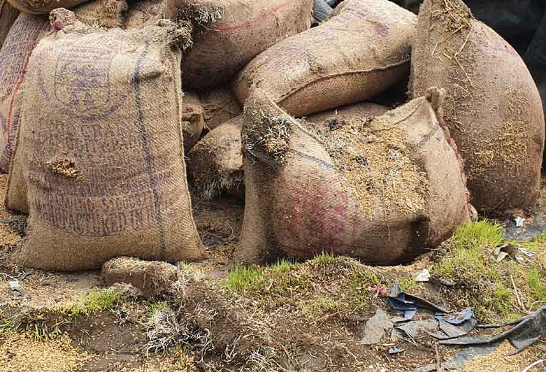 மூட்டைகளில் இருந்த நெல் முைளக்க தொடங்கியது