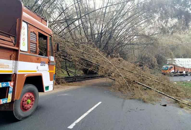 ஆசனூர் அருகே ரோட்டில் விழுந்த மூங்கில் மரம்