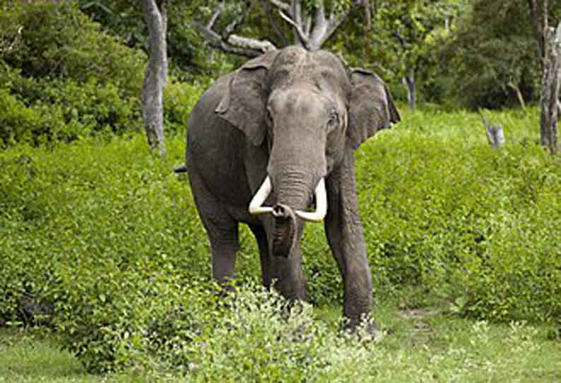 ஏர்வாடி அருகே ஒற்றை யானை அட்டகாசம்; வாழை மரங்கள் சேதம்