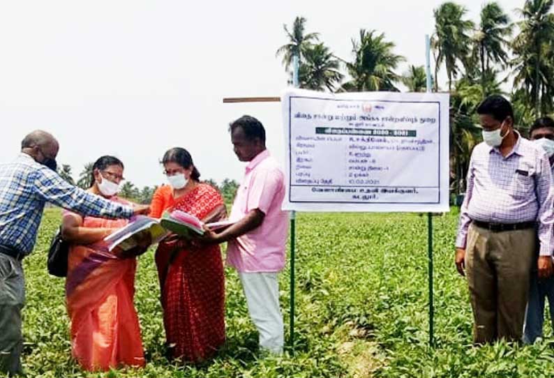 கடலூர் மாவட்டத்தில் விதை பரிசோதனை திட்ட பணிகளை இணை இயக்குனர் ஆய்வு