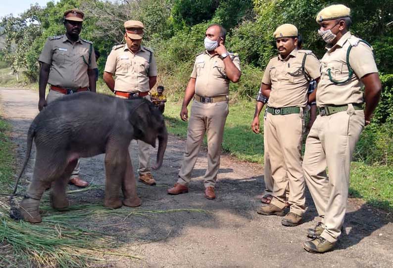 வருசநாடு அருகே  50 அடி ஆழ கிணற்றில் குட்டியுடன் தவறி விழுந்த தாய் யானை உயிருடன் மீட்பு