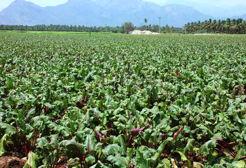 பீட்ரூட் சாகுபடியில் விவசாயிகள் ஆர்வம்