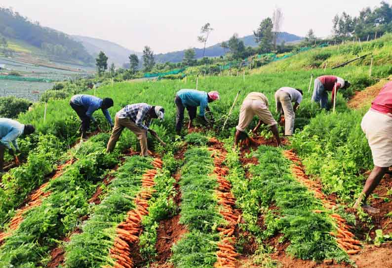 கேரட் கொள்முதல் விலை வீழ்ச்சி