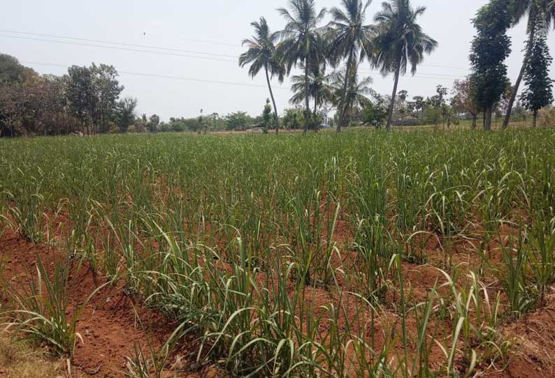 ரிஷிவந்தியம் பகுதியில்  அறிவிக்கப்படாத மின்தடையால் குடிநீர் விவசாயம் பாதிப்பு